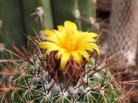 Thumbnail of 1402_Thelocactus conothelos aurantiacus_20120414(1).jpg